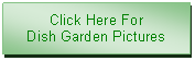 Text Box: Click Here For Dish Garden Pictures